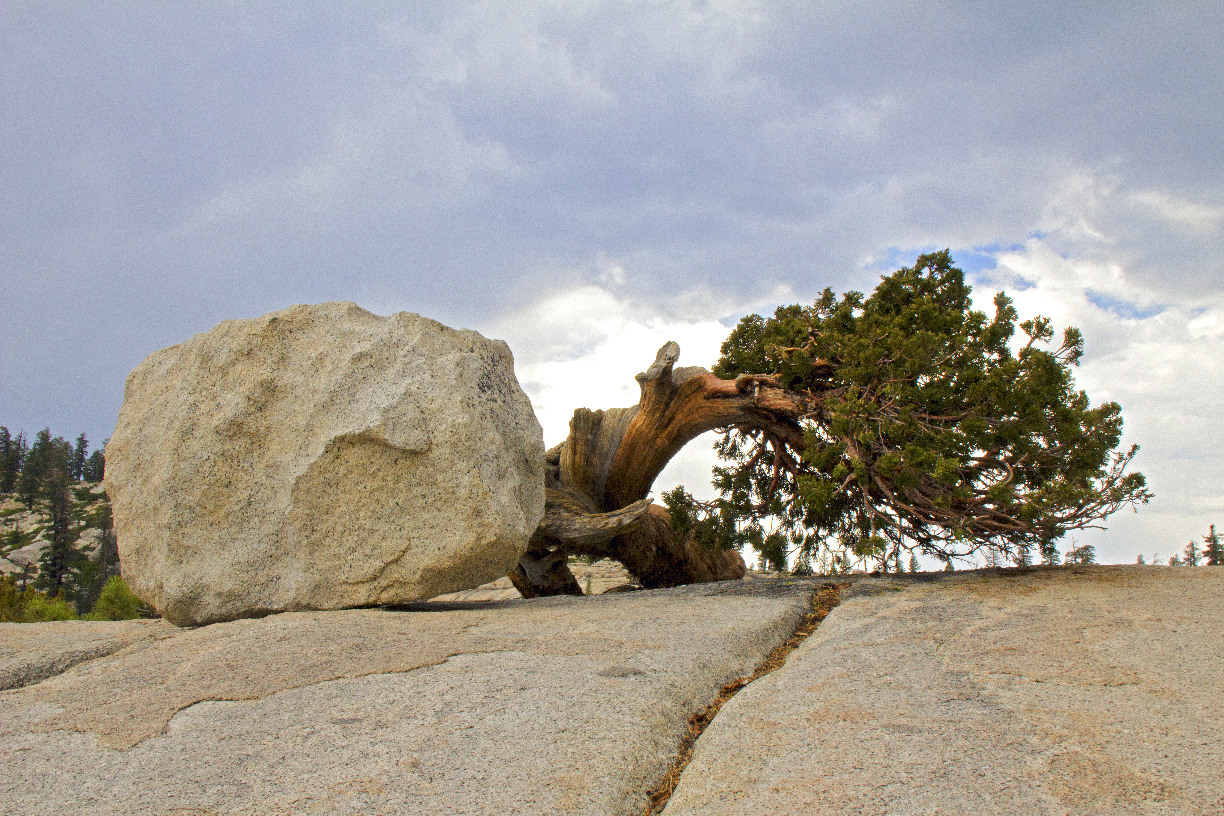 tree-and-rock